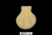 藏品(芬香海扇蛤(錢包海扇蛤))的圖片